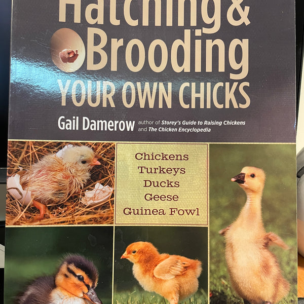Hatching & Brooding Your Own Chicks