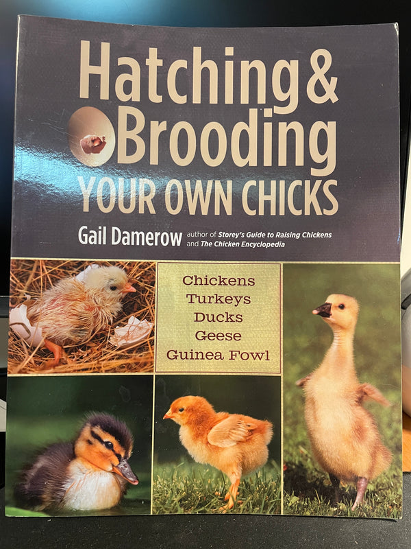 Hatching & Brooding Your Own Chicks