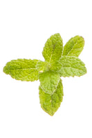 doTerra Peppermint Oil - 15ml